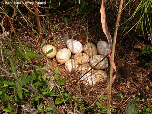 Wild Turkey (Meleagris gallopavo) nest