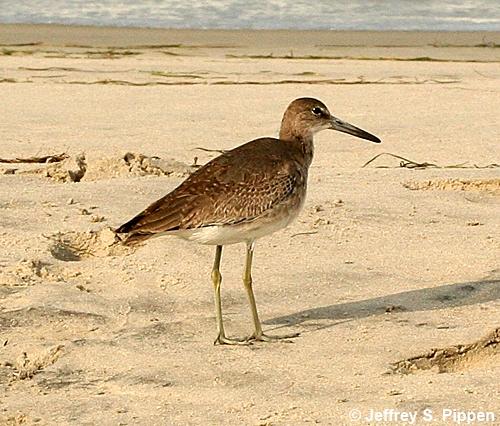 Willet (Tringa semipalmata)