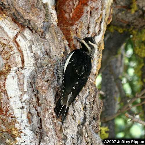 Williamson's Sapsucker (Sphyrapicus thyroideus)