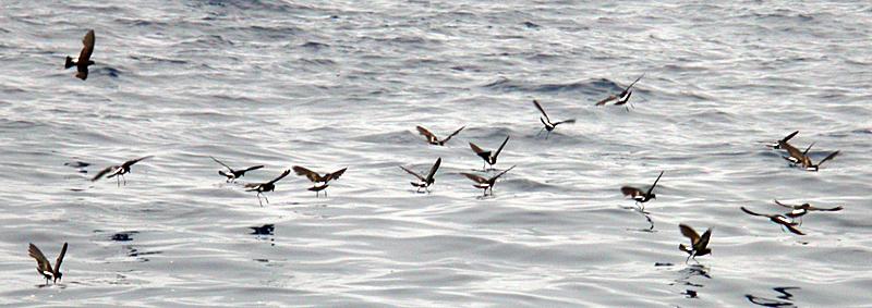 Wilson's Storm-Petrel (Oceanites oceanicus)
