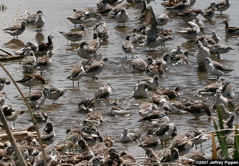 Wilson's Phalarope (Phalaropus tricolor)