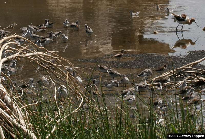 Wilson's Phalarope (Phalaropus tricolor)