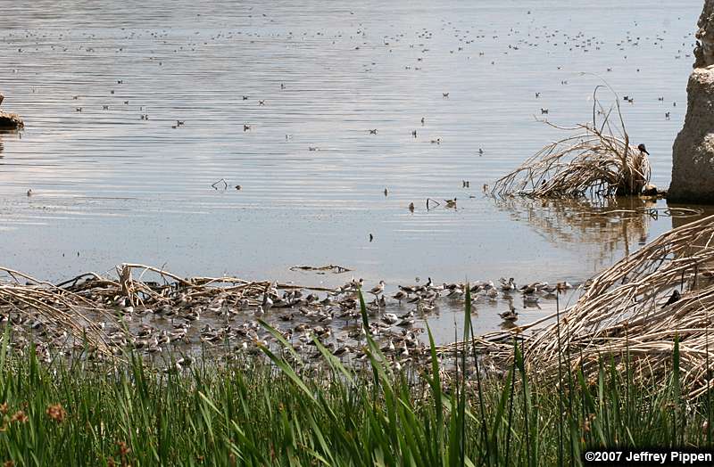 Wilson's Phalarope (Phalaropus tricolor)