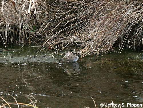 Wilson's Snipe (Gallinago delicata)