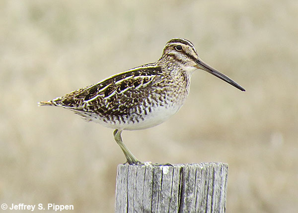 Wilson's Snipe (Gallinago delicata) Big Hole, Beaverhead Co., MT 3 May 2014