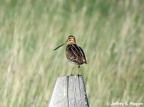 Wilson's Snipe (Gallinago delicata)