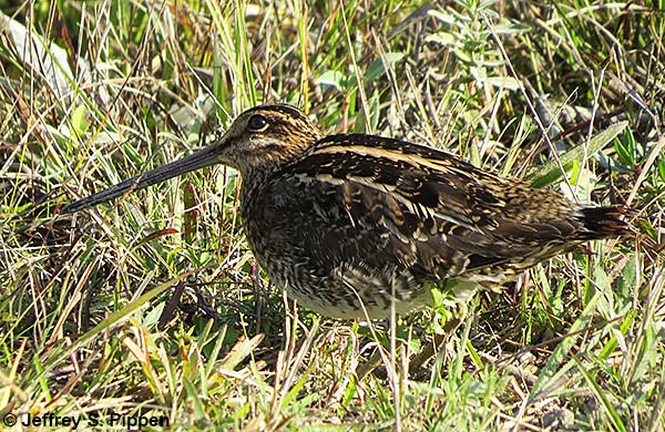 Wilson's Snipe (Gallinago delicata)