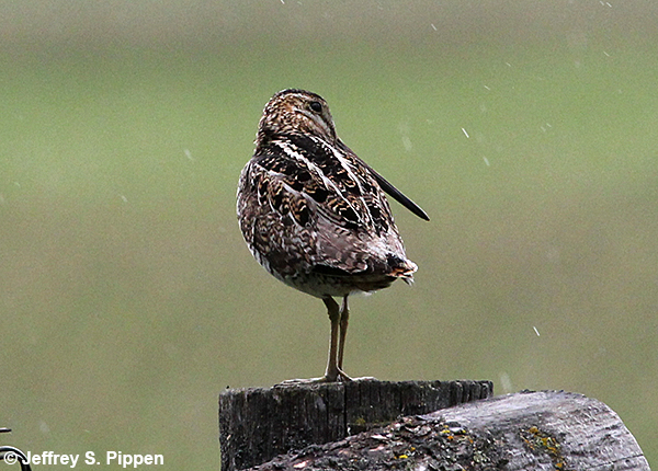 Wilson's Snipe (Gallinago delicata) Lee Metcalf NWR, Ravalli Co., MT 21 May 2016