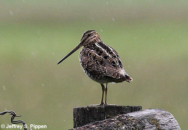Wilson's Snipe (Gallinago delicata) Lee Metcalf NWR, Ravalli Co., MT 21 May 2016