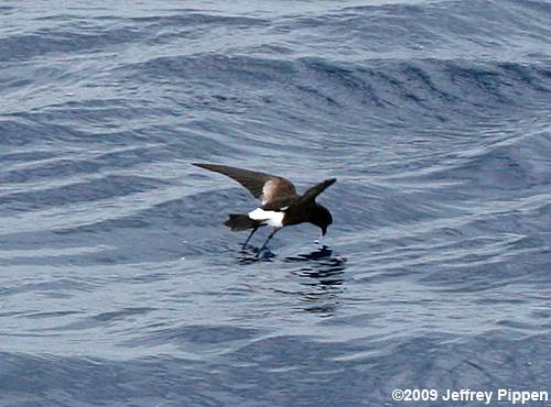 Wilson's Storm-Petrel (Oceanites oceanicus)