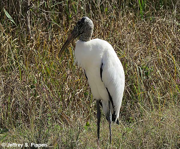 Wood Stork (Mycteria americana)