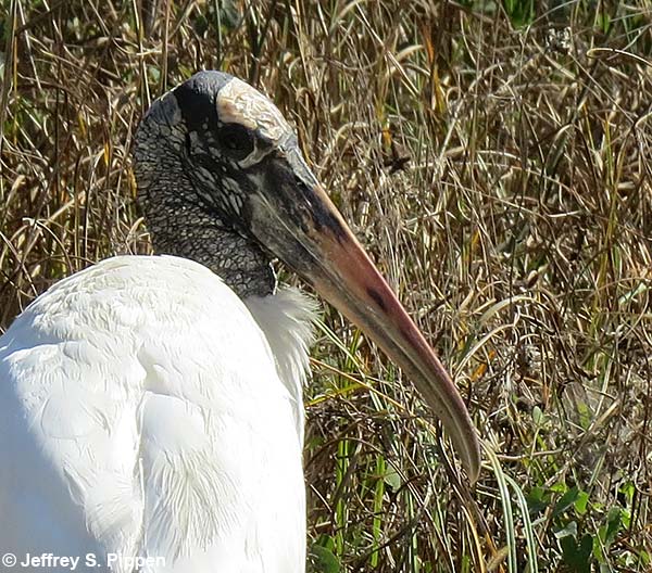 Wood Stork (Mycteria americana)