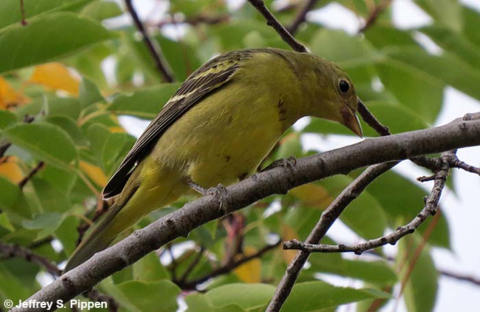 Western Tanager (Piranga ludoviciana)
