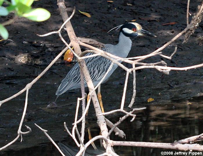 Yellow-crowned Night-Heron (Nyctanassa violacea)