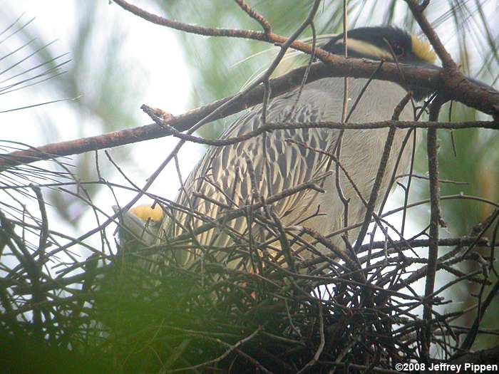 Yellow-crowned Night-Heron (Nyctanassa violacea)