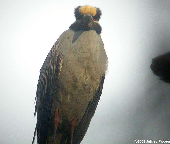 Yellow-crowned Night-Heron (Nyctanassa violacea)