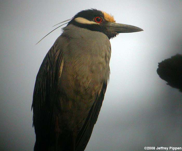 Yellow-crowned Night-Heron (Nyctanassa violacea)