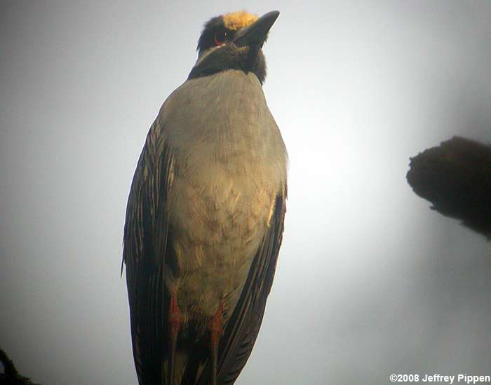 Yellow-crowned Night-Heron (Nyctanassa violacea)
