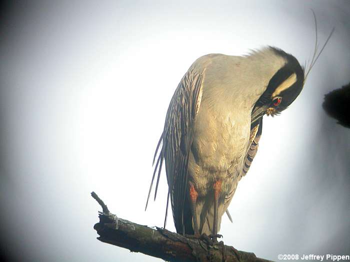 Yellow-crowned Night-Heron (Nyctanassa violacea)