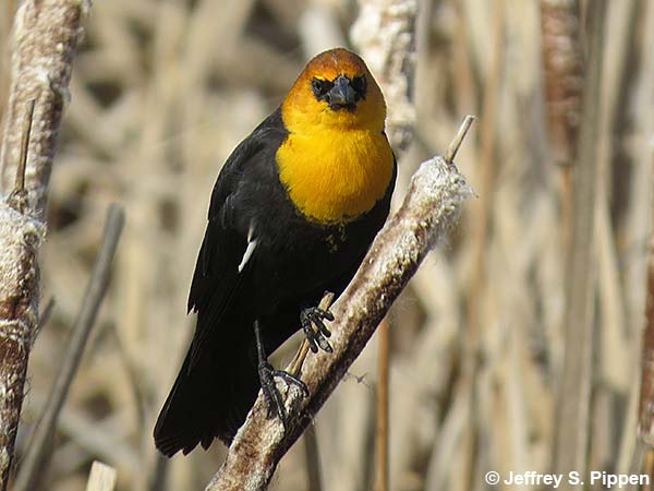 Yellow-headed Blackbird (Xanthocephalus xanthocephalus)