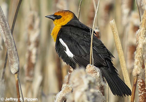 Yellow-headed Blackbird (Xanthocephalus xanthocephalus)