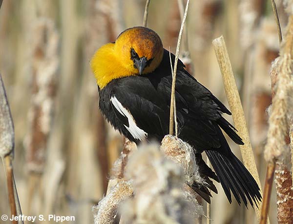 Yellow-headed Blackbird (Xanthocephalus xanthocephalus)