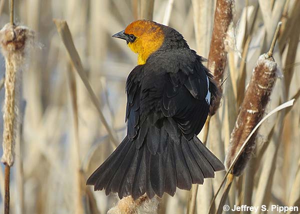 Yellow-headed Blackbird (Xanthocephalus xanthocephalus)