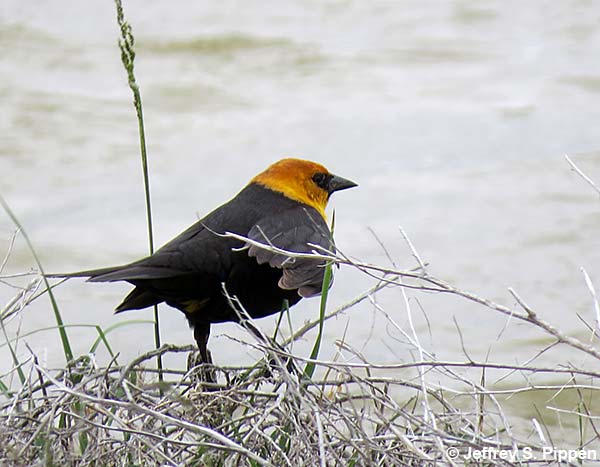 Yellow-headed Blackbird (Xanthocephalus xanthocephalus)