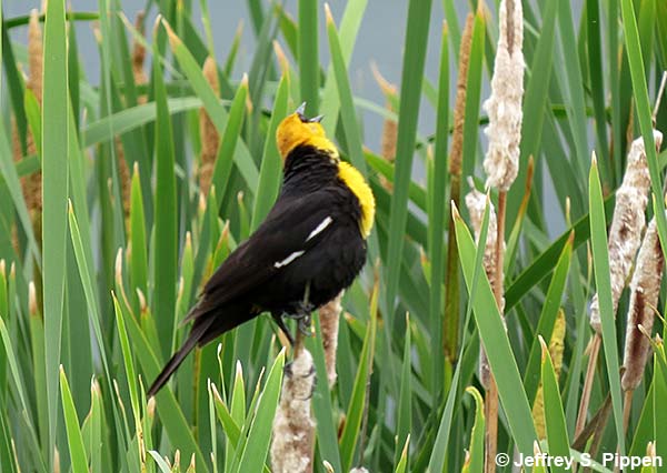 Yellow-headed Blackbird (Xanthocephalus xanthocephalus)