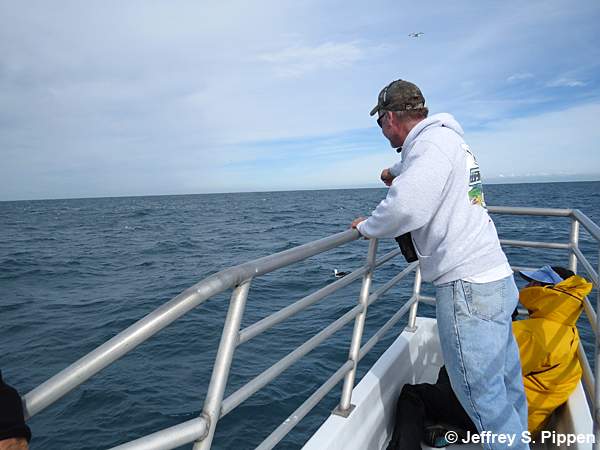 Yellow-nosed Albatross (Thalassarche chlororhynchos)