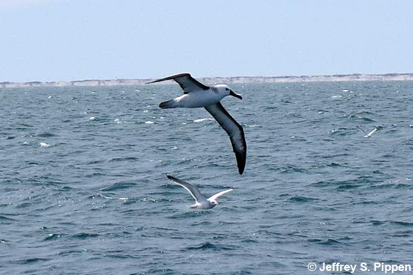 Yellow-nosed Albatross (Thalassarche chlororhynchos)
