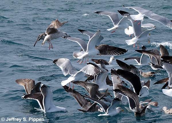 Yellow-nosed Albatross (Thalassarche chlororhynchos)