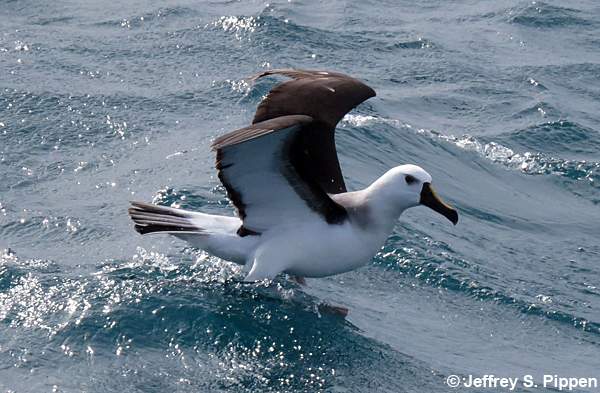 Yellow-nosed Albatross (Thalassarche chlororhynchos)