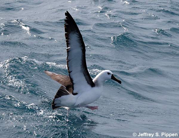 Yellow-nosed Albatross (Thalassarche chlororhynchos)