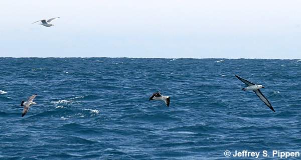 Yellow-nosed Albatross (Thalassarche chlororhynchos)
