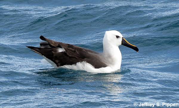 Yellow-nosed Albatross (Thalassarche chlororhynchos)
