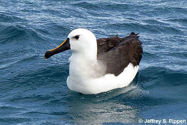 Yellow-nosed Albatross (Thalassarche chlororhynchos)