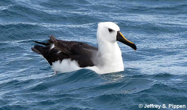 Yellow-nosed Albatross (Thalassarche chlororhynchos)