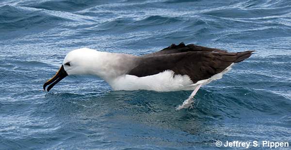 Yellow-nosed Albatross (Thalassarche chlororhynchos)