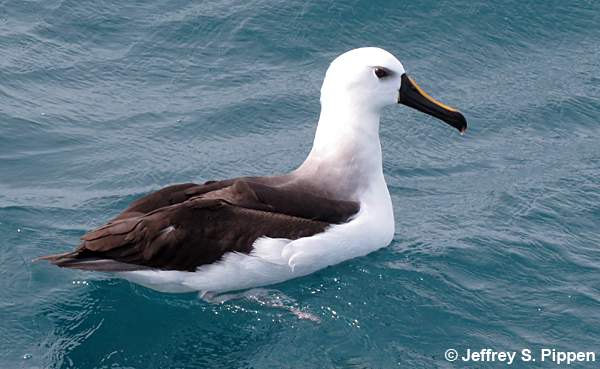 Yellow-nosed Albatross (Thalassarche chlororhynchos)