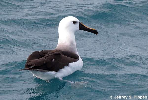 Yellow-nosed Albatross (Thalassarche chlororhynchos)