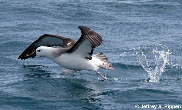 Yellow-nosed Albatross (Thalassarche chlororhynchos)