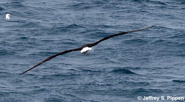 Yellow-nosed Albatross (Thalassarche chlororhynchos)