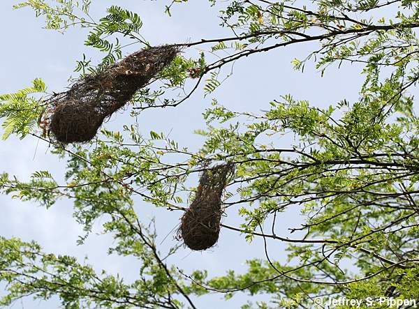 Yellow Oriole (Icterus nigrogularis) nest