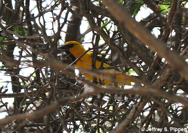 Yellow Oriole (Icterus nigrogularis)