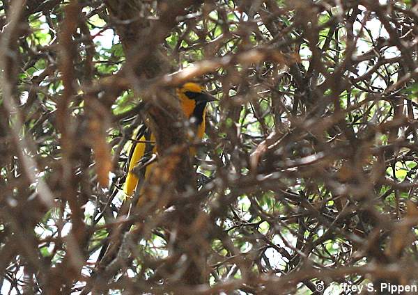 Yellow Oriole (Icterus nigrogularis)