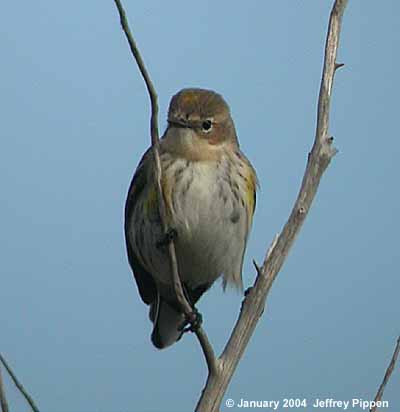 Yellow-rumped Warbler (Setophaga coronata)