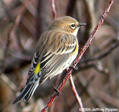 Yellow-rumped Warbler (Setophaga coronata)