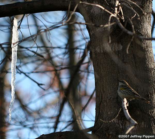 Yellow-rumped Warbler (Setophaga coronata)