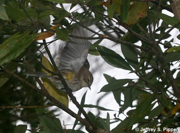 Yellow-rumped Warbler (Setophaga coronata)